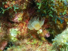 Star Horseshoe Worm IMG 5541